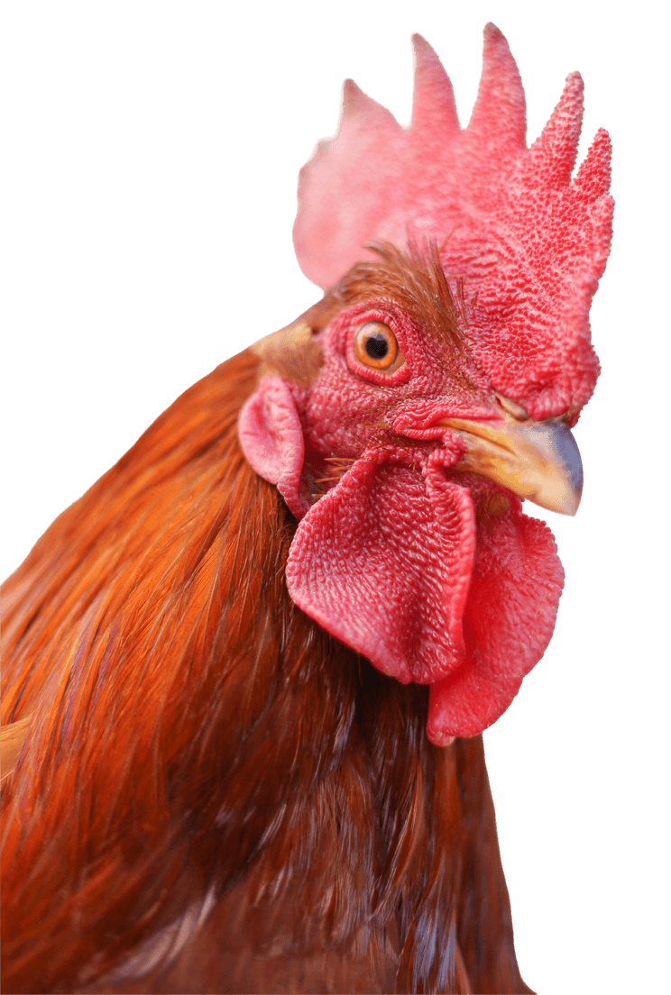 image of a rooster